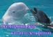 Всемирный день китов и дельфинов.